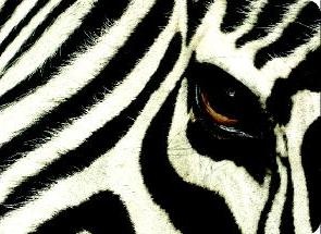 Zebra Team Profesyonel Ekip Yönetimi