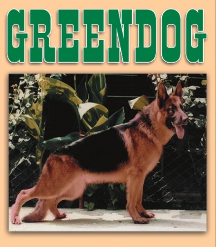 Greendog Kennel K9 Club Köpek Çiftliği Köpek Eğitim Üretim Satiş Merkezi Pet Shop Satilik Köpekler