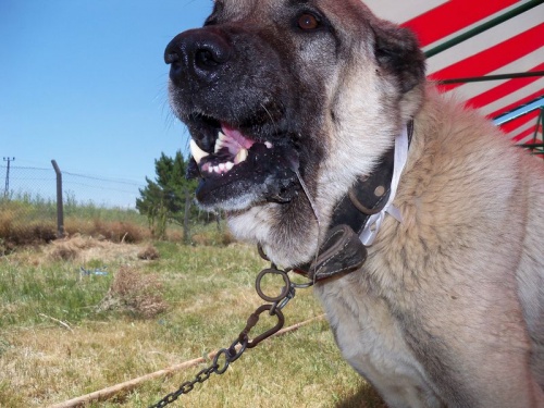 Altınkangal Köpek Çiftliği Safkan Kangallar