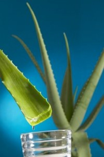 Aloe Vera Ürünleri Satışı (istanbul