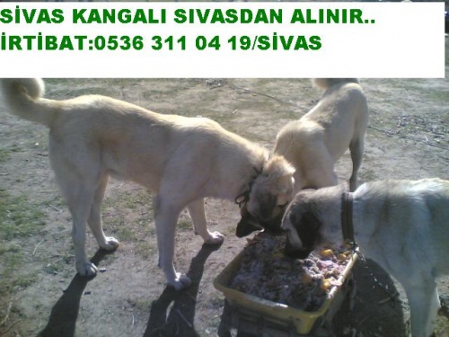 Sivas Kangal Üretim Çifligi 0536 311 04 19
