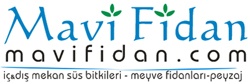 Mavi Fidan Süs Bitkileri