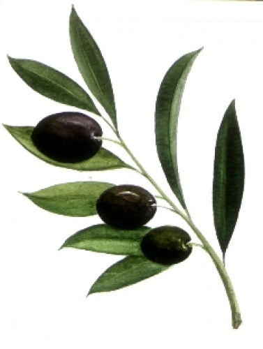 Barış İnşaat Emlak Kuyumculuk Mühendislik Müteahhitlik Gıda Tarım Ve Hayvancılık Ltd. Şti.
