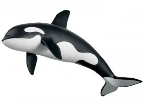 Orka Bant
